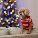 Photo of a brown toy poodle, wearing a red and white sweater.
